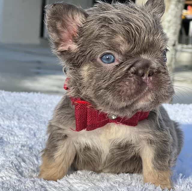 Elfie Fluffy Bi - French Bulldog Male
