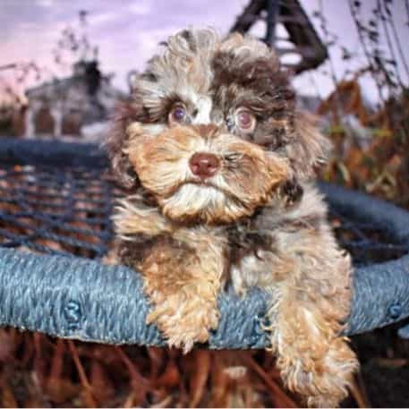 Yoyo - Havapoo Female