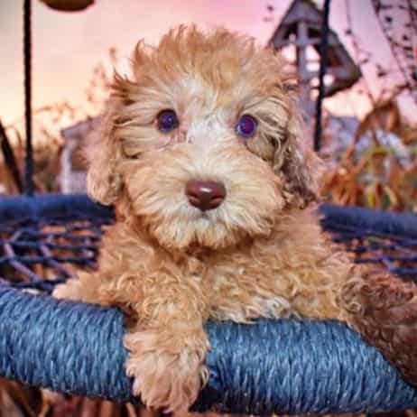 Yummy - Havapoo Female