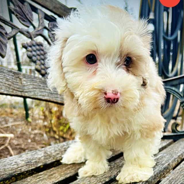 Wiggles - Havapoo Female