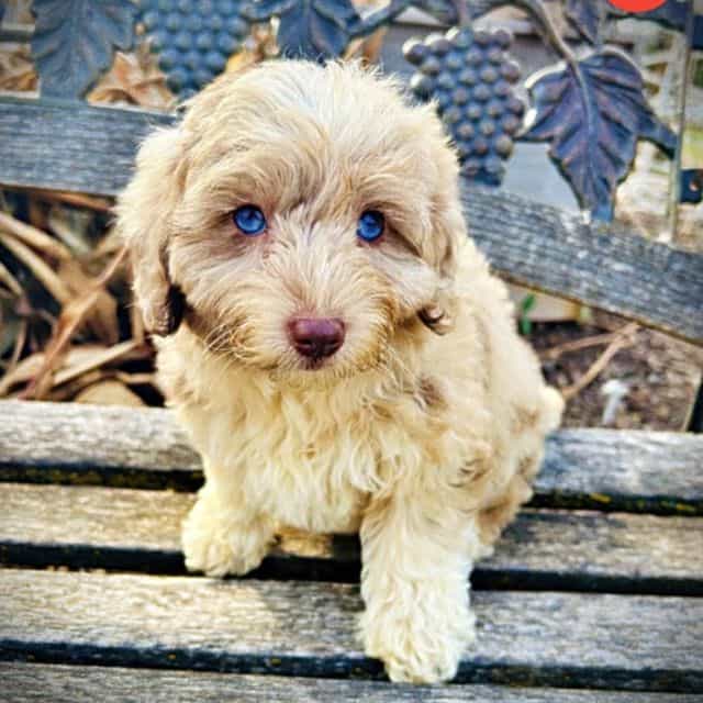 Willow - Havapoo Female