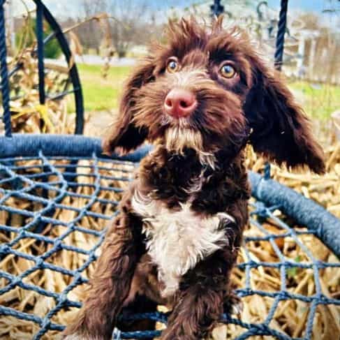 Sunny - Havapoo Female