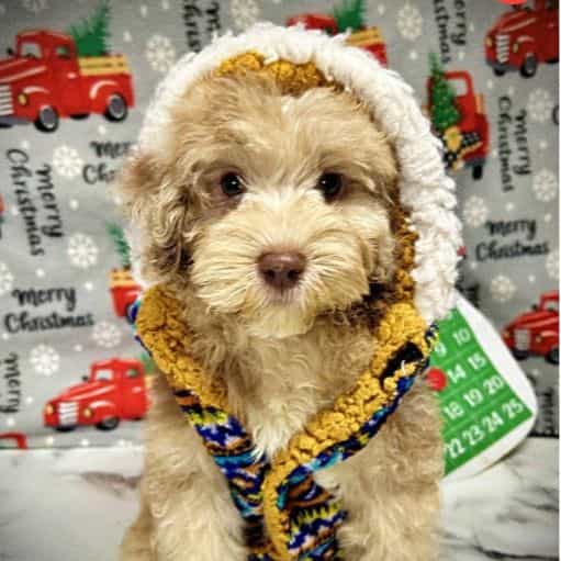 Valor - Havapoo Male