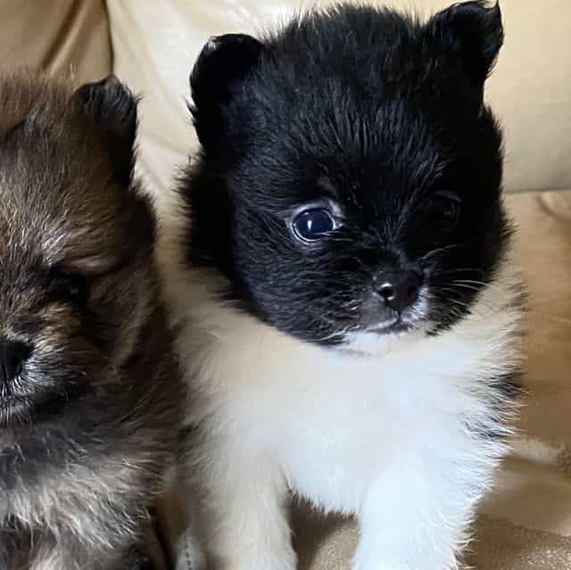 Princess - Pomeranian Male