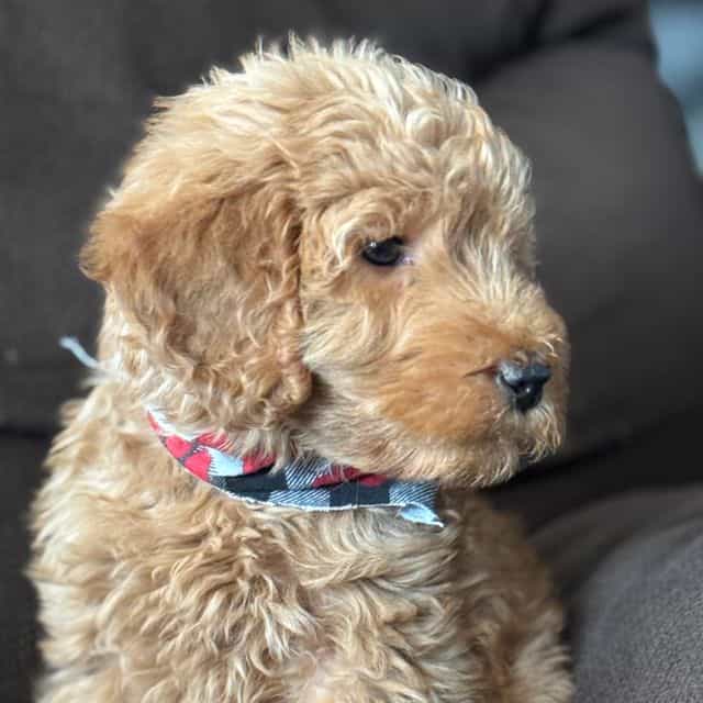 Bear - Goldendoodle Male