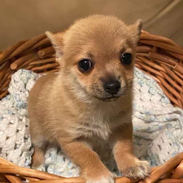 Chachi - Pomchi Female