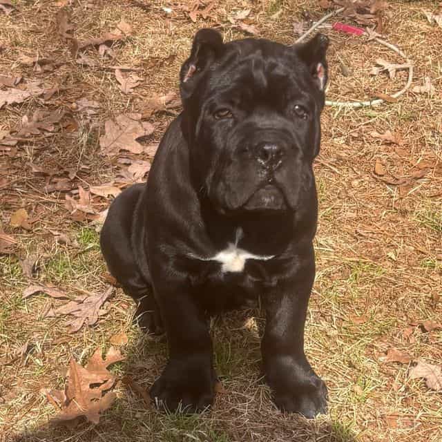 Justice - Cane Corso Male
