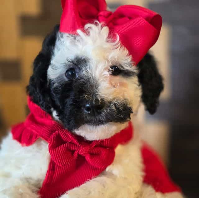 Eve-mini - Portidoodle Female