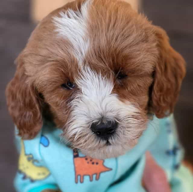 Rudolph-mini - Goldendoodle Male