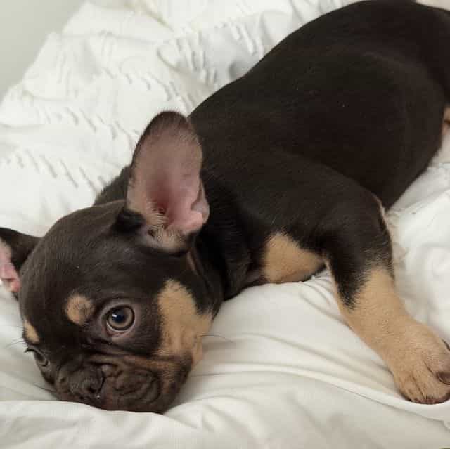 Squirt - French Bulldog Female