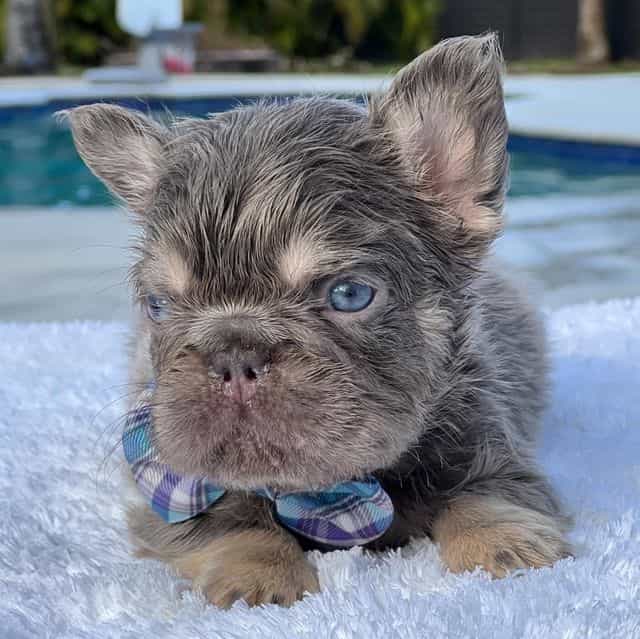 Frosty Fluffy B - French Bulldog Male