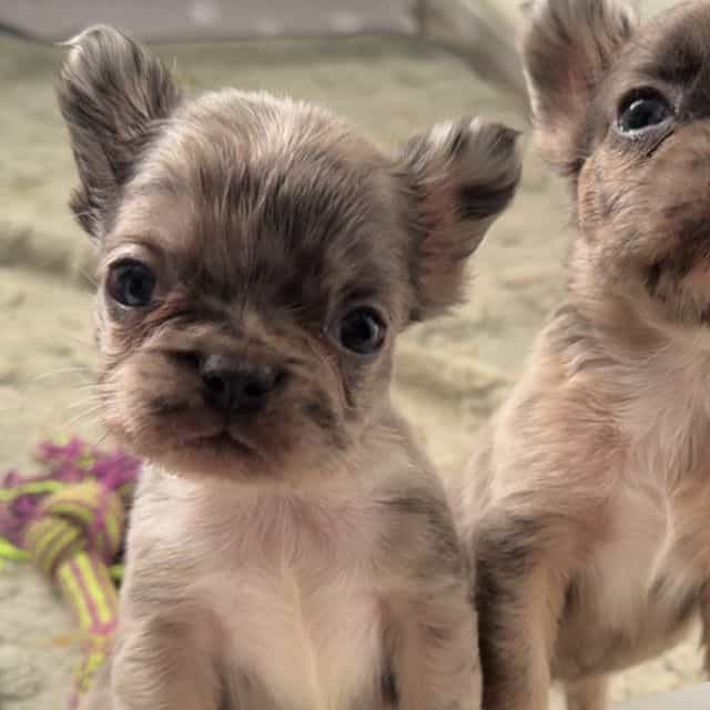 Nancy - French Bulldog Female