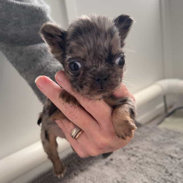 Robin - French Bulldog Female