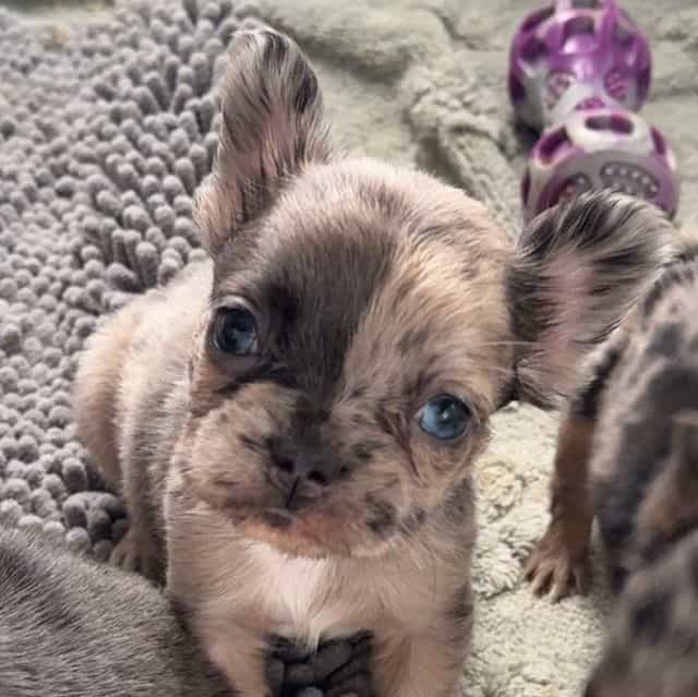 Kali - French Bulldog Female