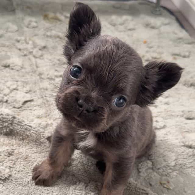 Joyce - French Bulldog Female