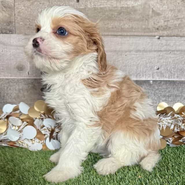 Celine - Cavapoo Female