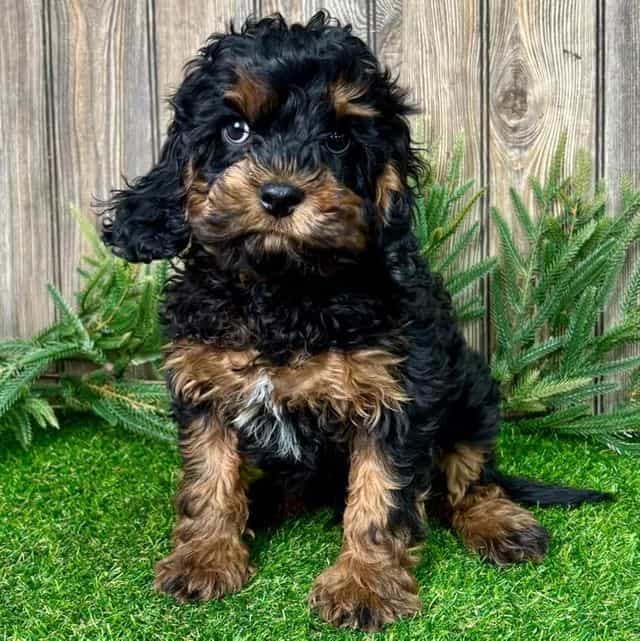 Dylan - Cavapoo Male
