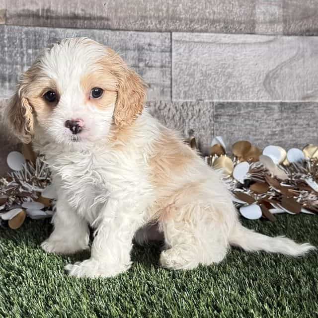 Colt - Cavapoo Male