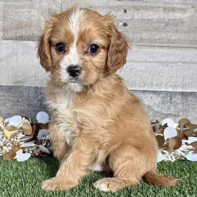 Carter - Cavapoo Male