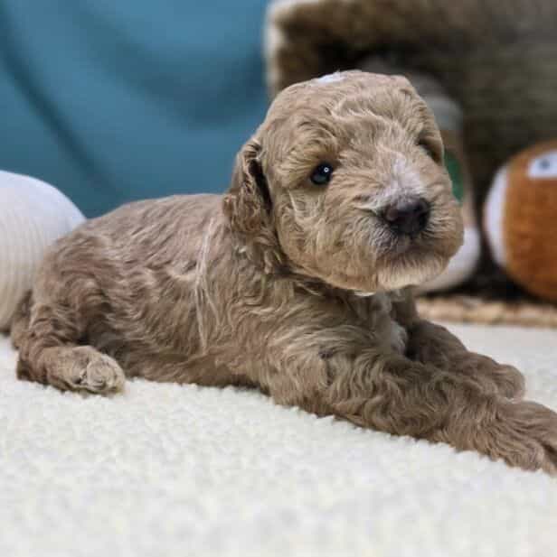 Moose - Goldendoodle Male
