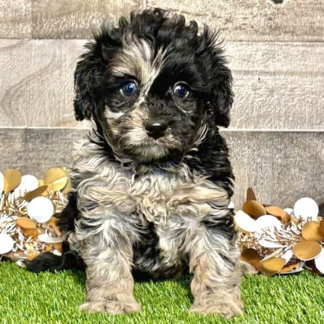 Cal - Cavapoo Male
