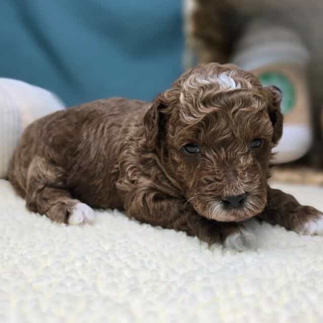 Cheerio - Goldendoodle Male