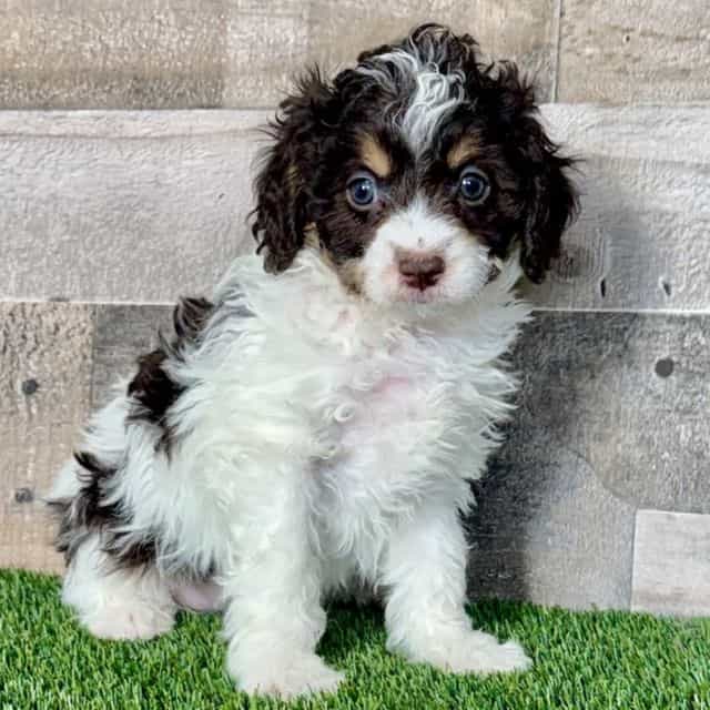 Kassie - Cavapoo Female