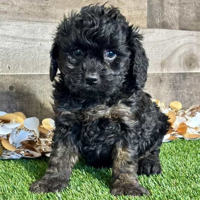 Carson - Cavapoo Male