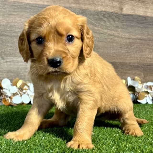 Navy - Golden Cavalier Female