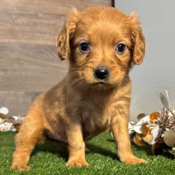 Nellie - Golden Cavalier Female