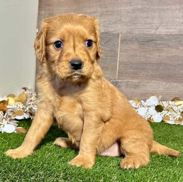 Nola - Golden Cavalier Female