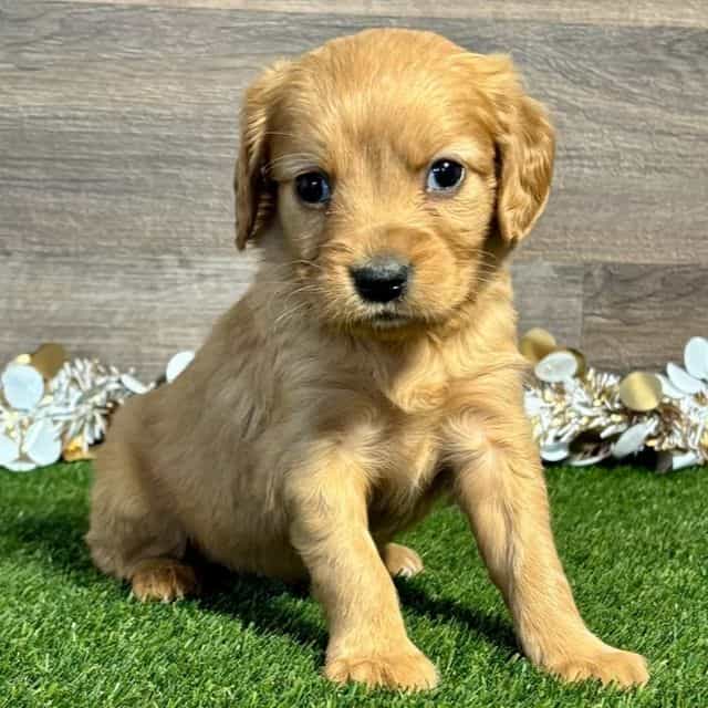 Nila - Golden Cavalier Female