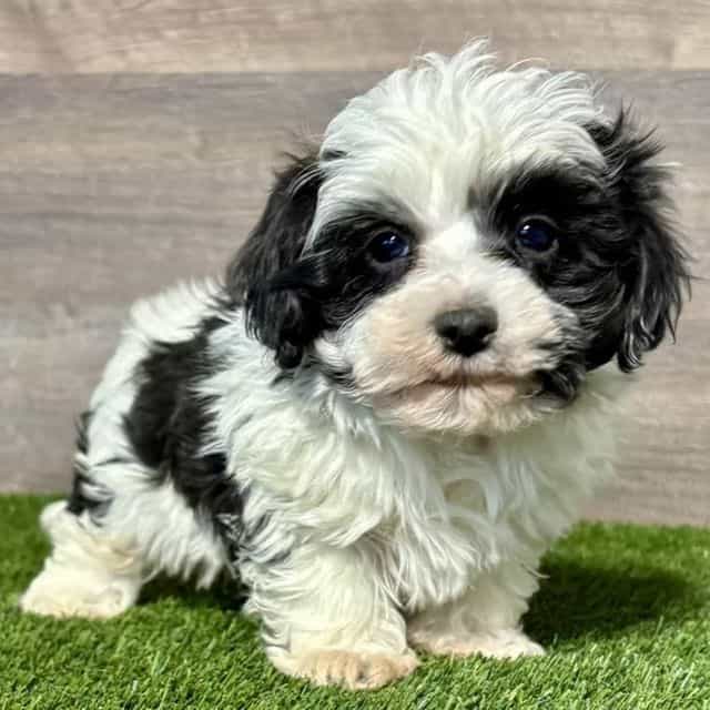 Milo - Maltipoo Male