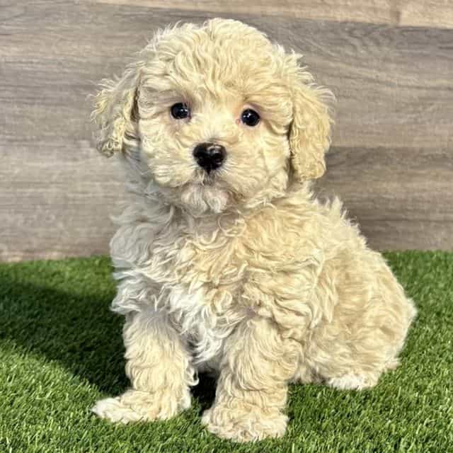 Myles - Maltipoo Male