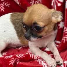 Cupid - Chihuahua Male