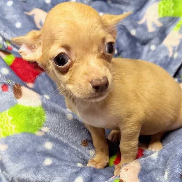 STEVIE - Chihuahua Male