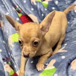 SANDY - Chihuahua Male