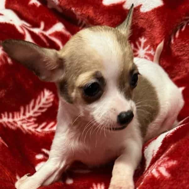 SARA - Chihuahua Female