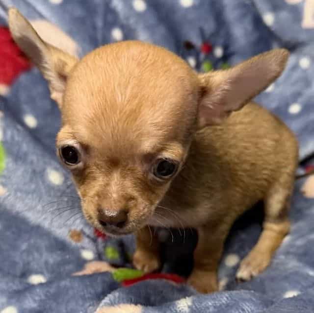 TIMMY - Chihuahua Male