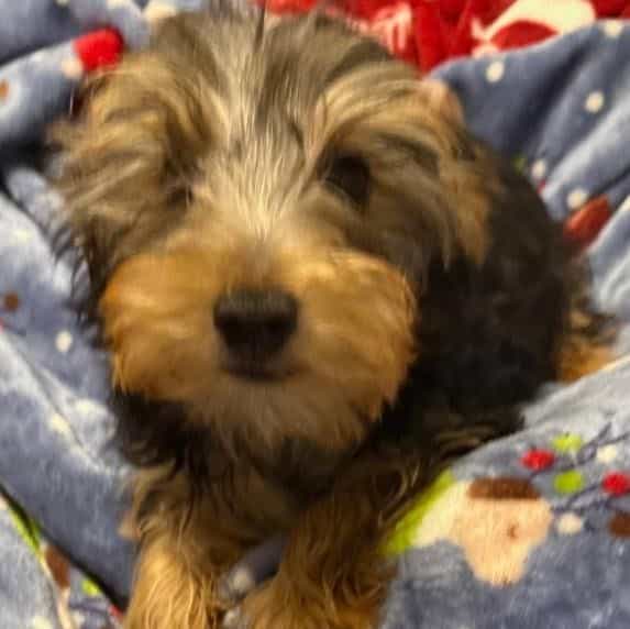 Conan - Yorkshire Terrier Male