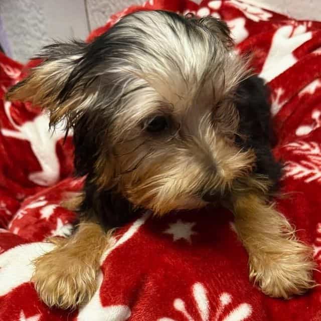 Callie - Yorkshire Terrier Female