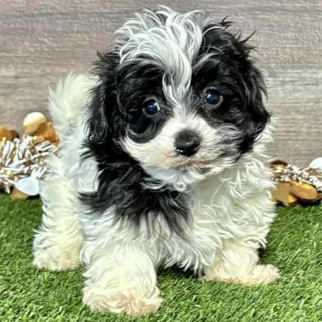 Miley - Maltipoo Female