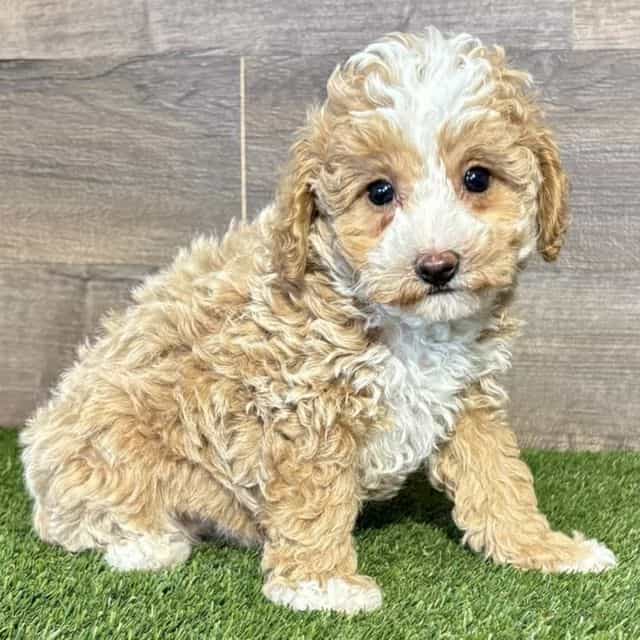 Maverick - Maltipoo Male
