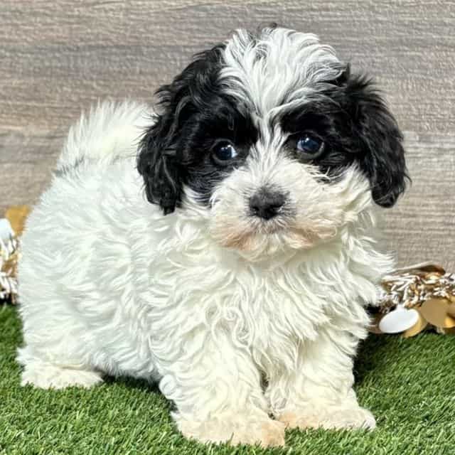 Mya - Maltipoo Female