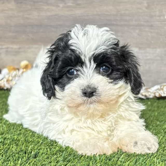Mya - Maltipoo Female