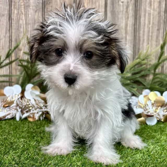 Wes - Morkie Male