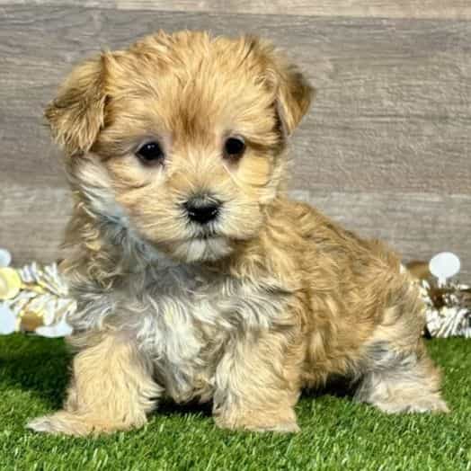 Wade - Morkie Male