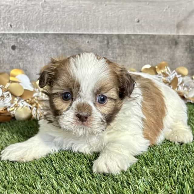 Sylas - Shih Tzu Male
