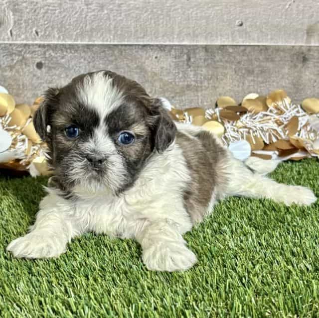 Shay - Shih Tzu Female