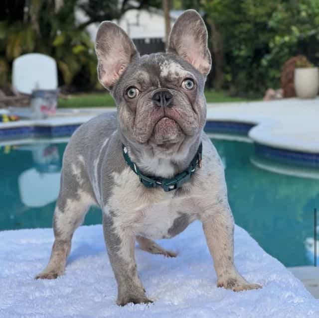 Susy - French Bulldog Female